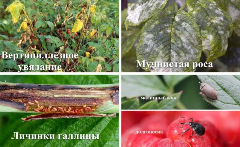 Сладкий, полезный и урожайный сорт миндаля виктория: описание и секреты выращивания