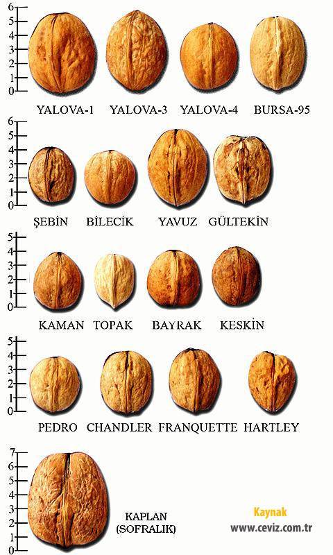Сорта грецкого ореха и их описание