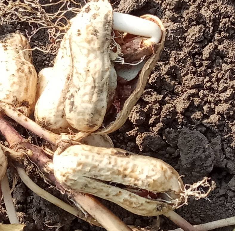 Как посадить арахис на огороде или на даче: правила и сроки посадки в открытый грунт (описание с видео)