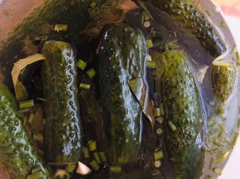 Малосольные огурцы с чесноком и зеленью быстрого приготовления — 6 классических рецептов
