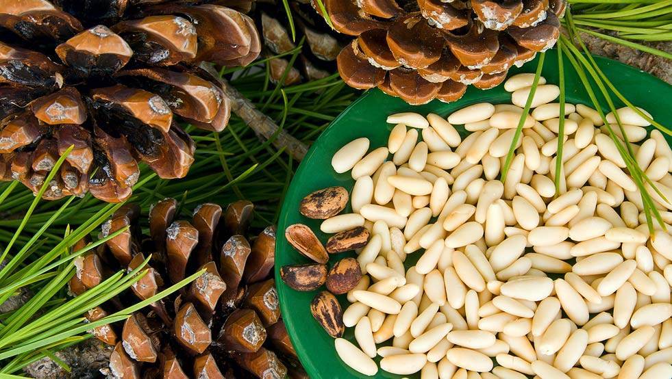 Кедровые орехи: польза и вред, сколько нужно есть в день
