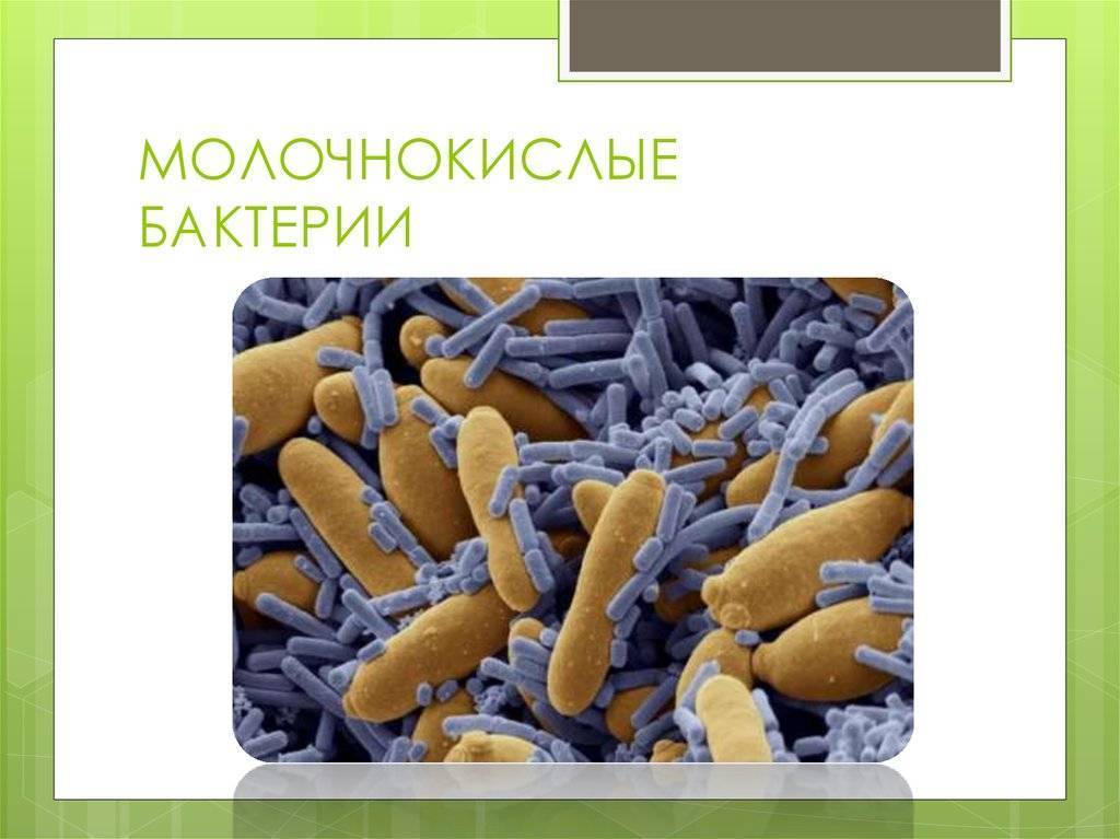 Молочнокислые бактерии