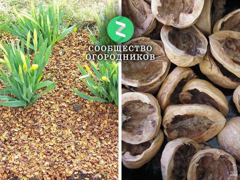 Какими лечебными свойствами обладает скорлупа грецкого ореха?