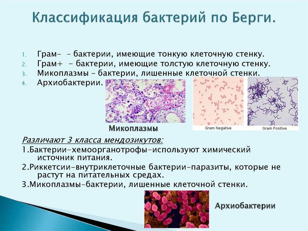 Основы микробиологии. классификация микроорганизмов