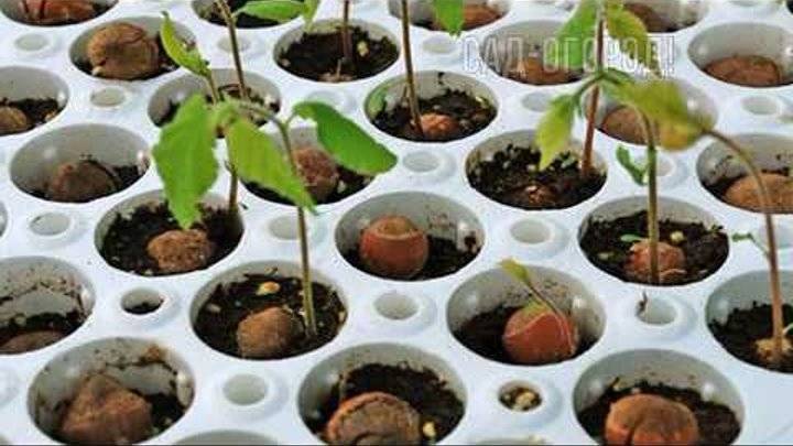 Макадамия: вырастить из ореха, как правильно прорастить и посадить макадамский орех, как за ним ухаживать в домашних условиях, когда созревает урожай в россии