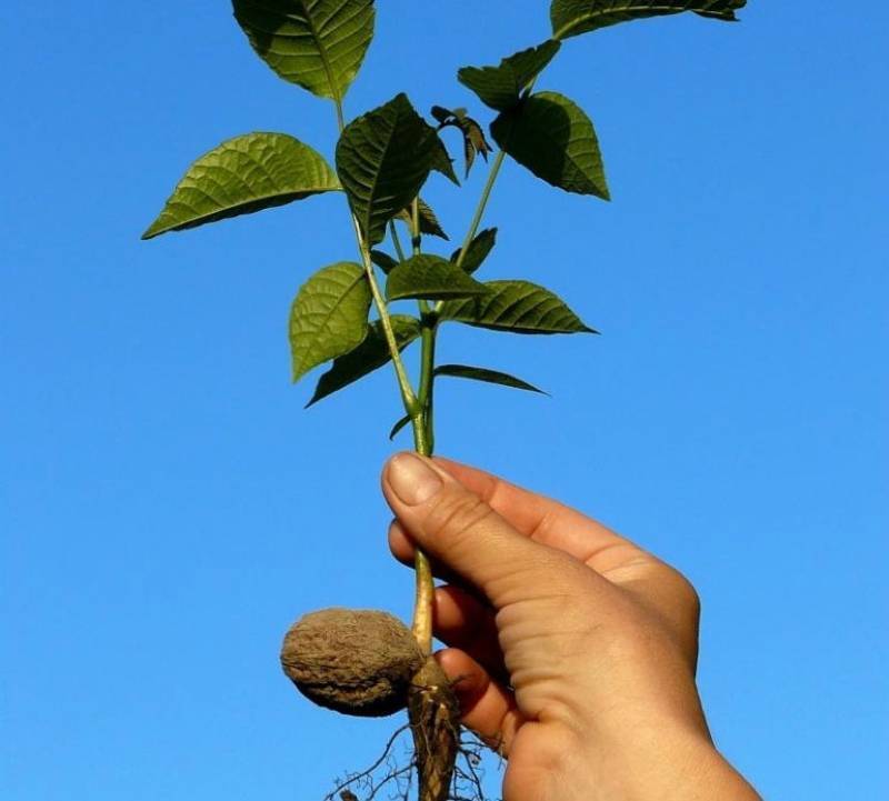 Как правильно посадить грецкий орех. проращиваем семена, высаживаем саженцы, уход за грецким орехом