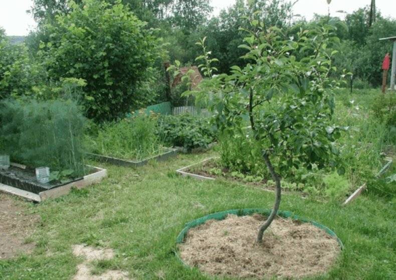 Выращивание грецкого ореха в саду - советы специалистов | сайт о саде, даче и комнатных растениях.