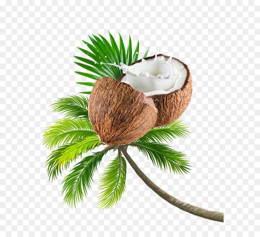 Что такое кокос