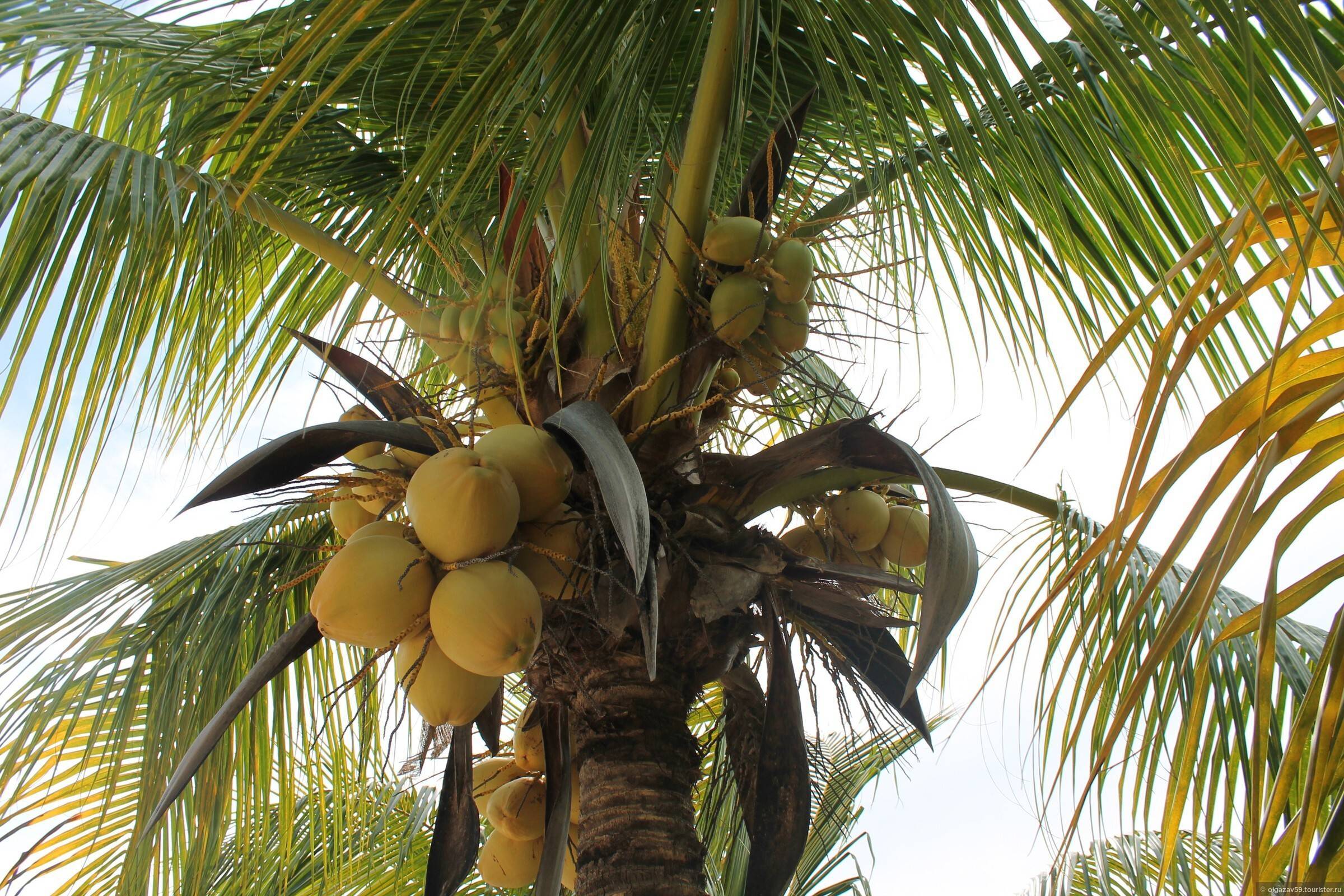 Кокос: это фрукт, орех, ягода или овощ, что такое, к чему относится, как выглядит плод, ядро, дерево и листья, как цветет пальма, и строение, высота самой большой
