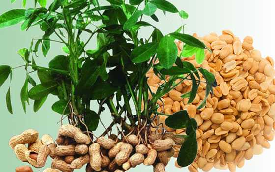 Выращиваем арахис на огороде. как вырастить арахис в средней полосе. фото — ботаничка.ru