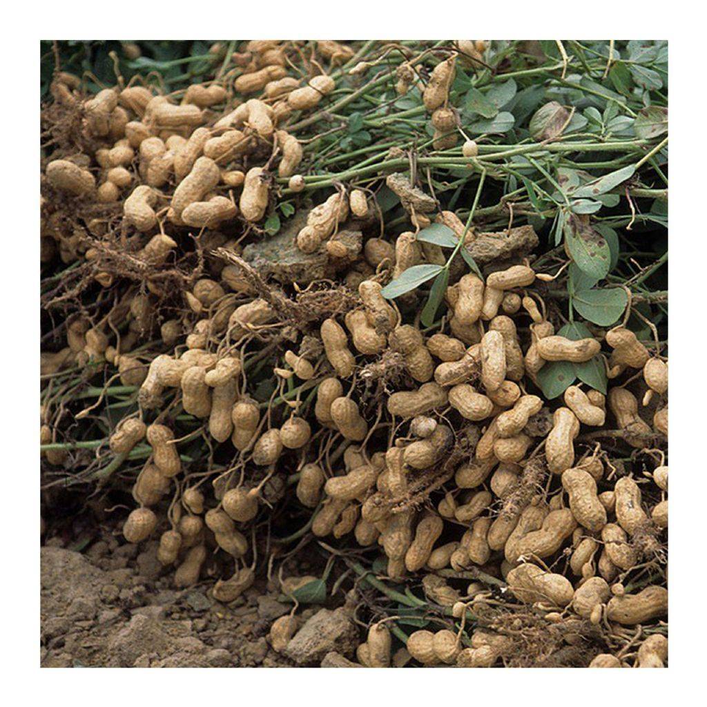 Где растет арахис: посадка на огороде и в домашних условиях, особенности ухода за земляным орехом