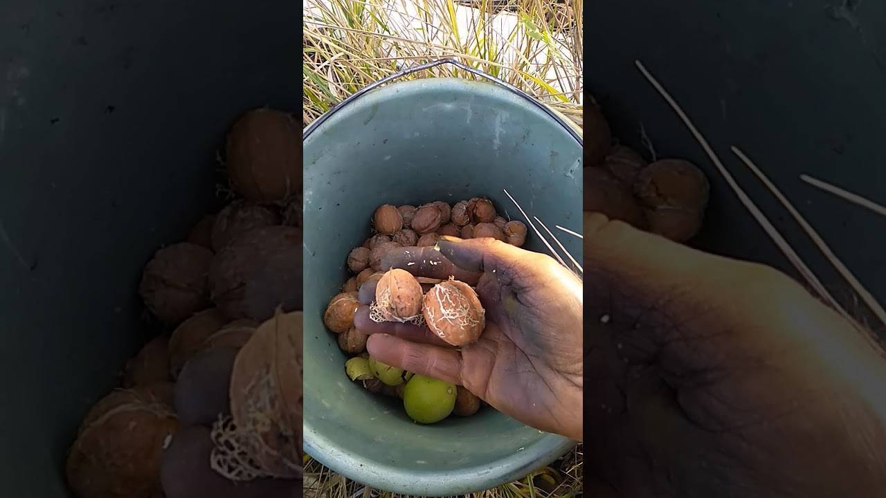 Как вырастить грецкий орех из орешка?