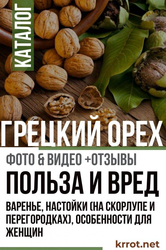 Польза и вред перегородок грецкого ореха для здоровья организма человека