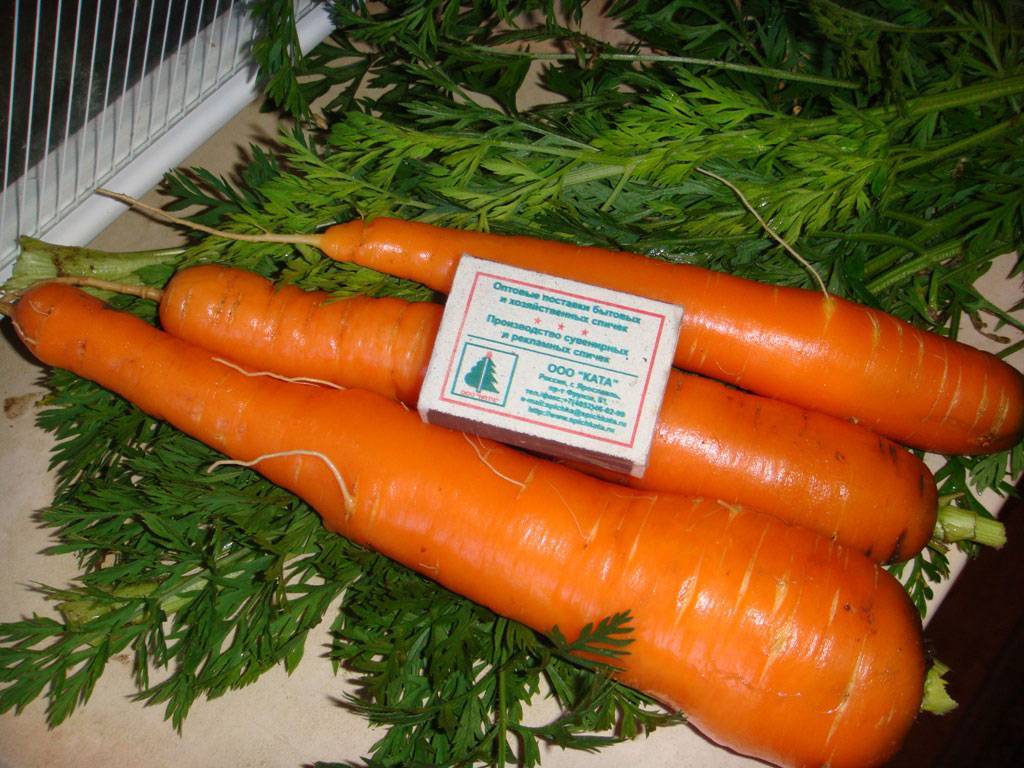 Выращивание моркови в открытом грунте (7 секретов)