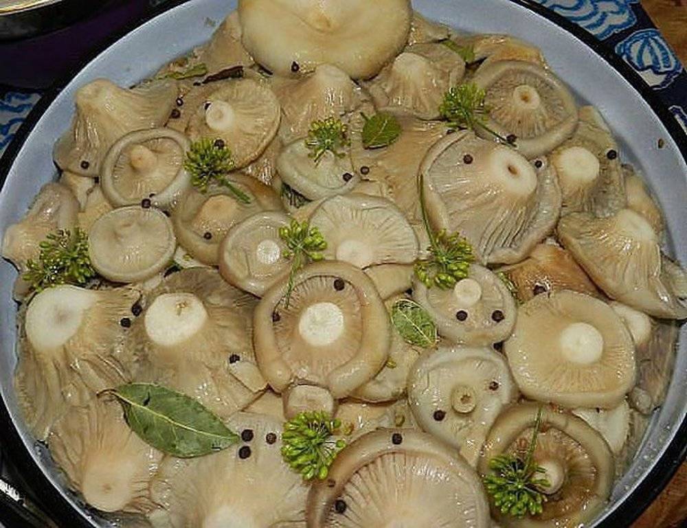 Рецепты маринованных белянок. рецепты, как солить горячим и холодным способом грибы белянки на зиму в банках
