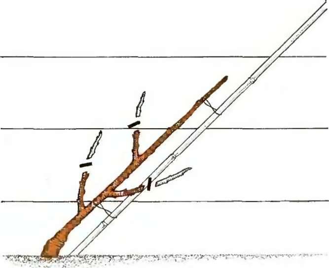 Формировка фундука — вертикальный кордон. vertical cordon «bibaum»
