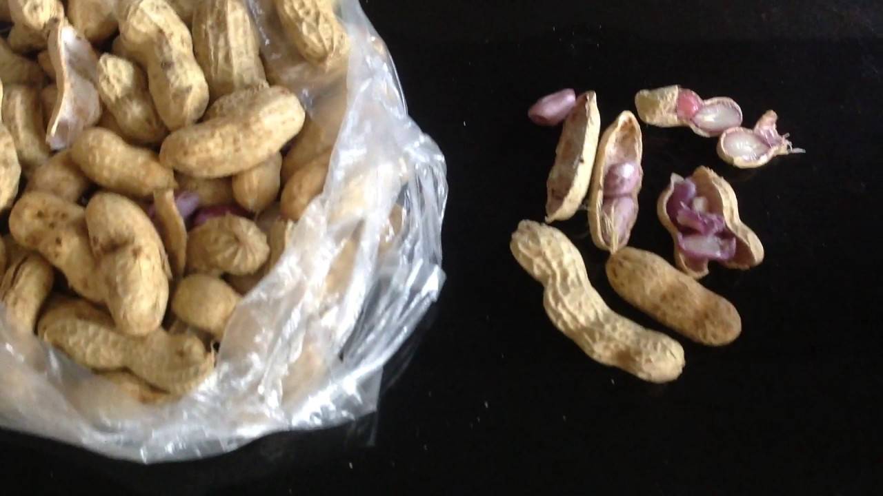 Земляной орех (арахис) — описание внешнего вида растения и его полезных свойств