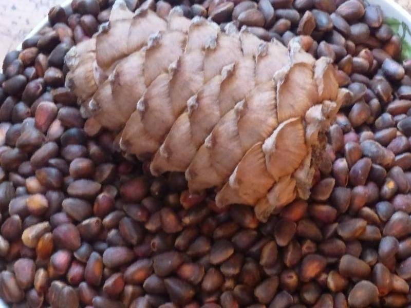Как хранить кедровые орехи, чтобы они не потеряли свой великолепный вкус
