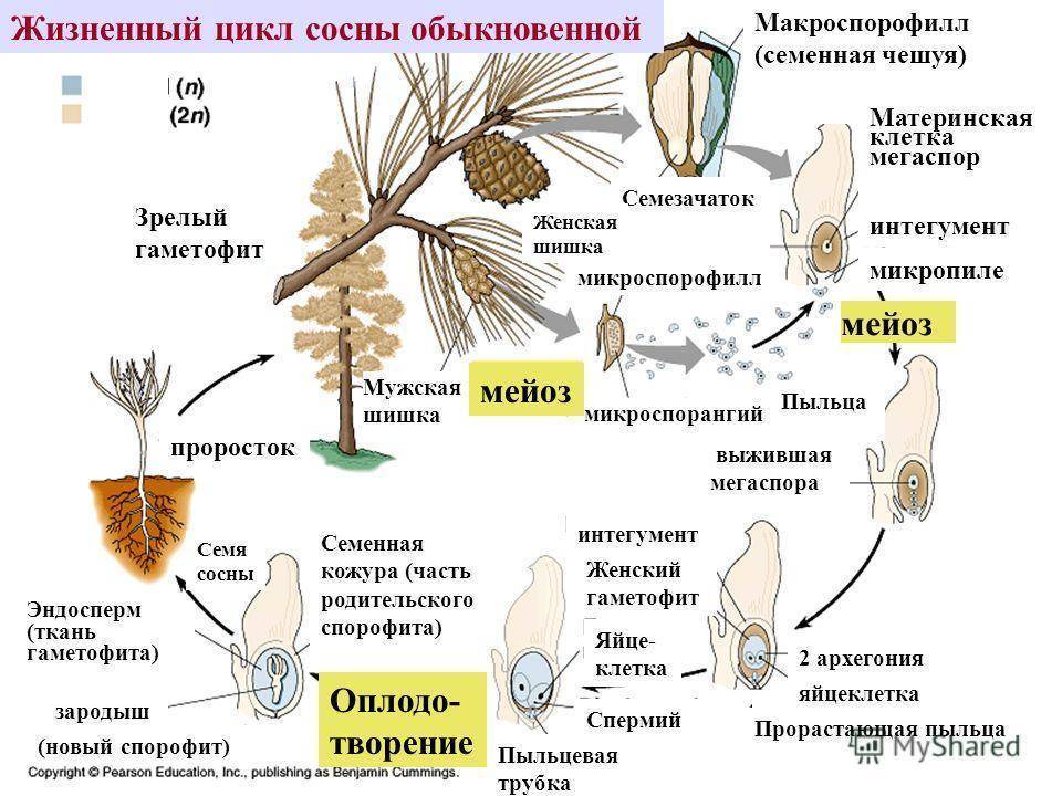 Евгений брониславович квач, белорусский корифей и знаток фундука