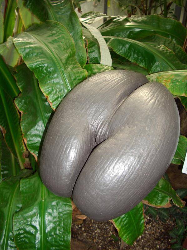 Кокос: это фрукт, орех, ягода или овощ, что такое, к чему относится, как выглядит плод, ядро, дерево и листья, как цветет пальма, и строение, высота самой большой