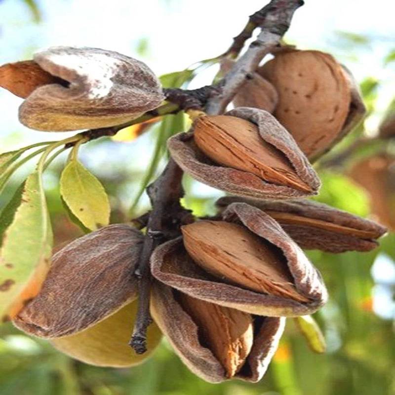 Миндальное дерево: как растут орехи, откуда берется, как выглядит