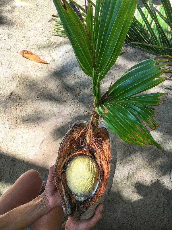 Настоящие кокосовые пальмы — одни из самых капризных. уход в домашних условиях. фото — ботаничка.ru