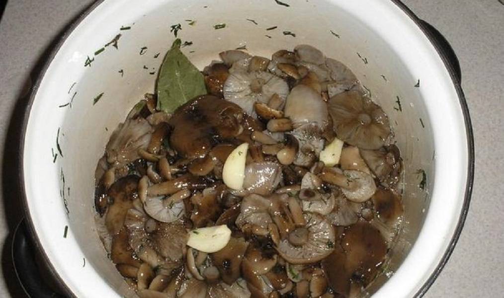 Песочники грибы способы приготовления на зиму