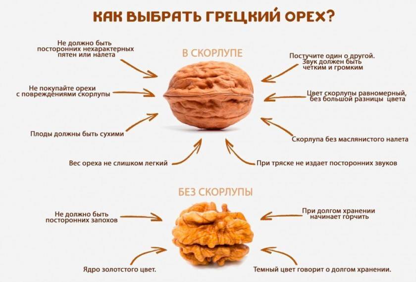 Грецкий орех при похудении: можно ли от них поправиться и сколько лучше употреблять орехов во время диеты