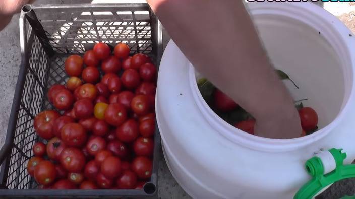 Квашеные помидоры (как бочковые) в домашних условиях