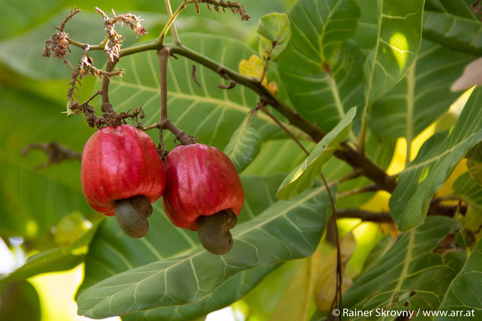 Орехи кешью: где и как растет дерево