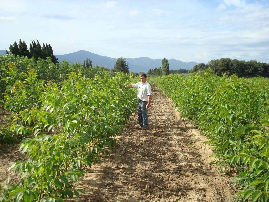 Где растет грецкий орех. выращивание в средней полосе, рф, украине