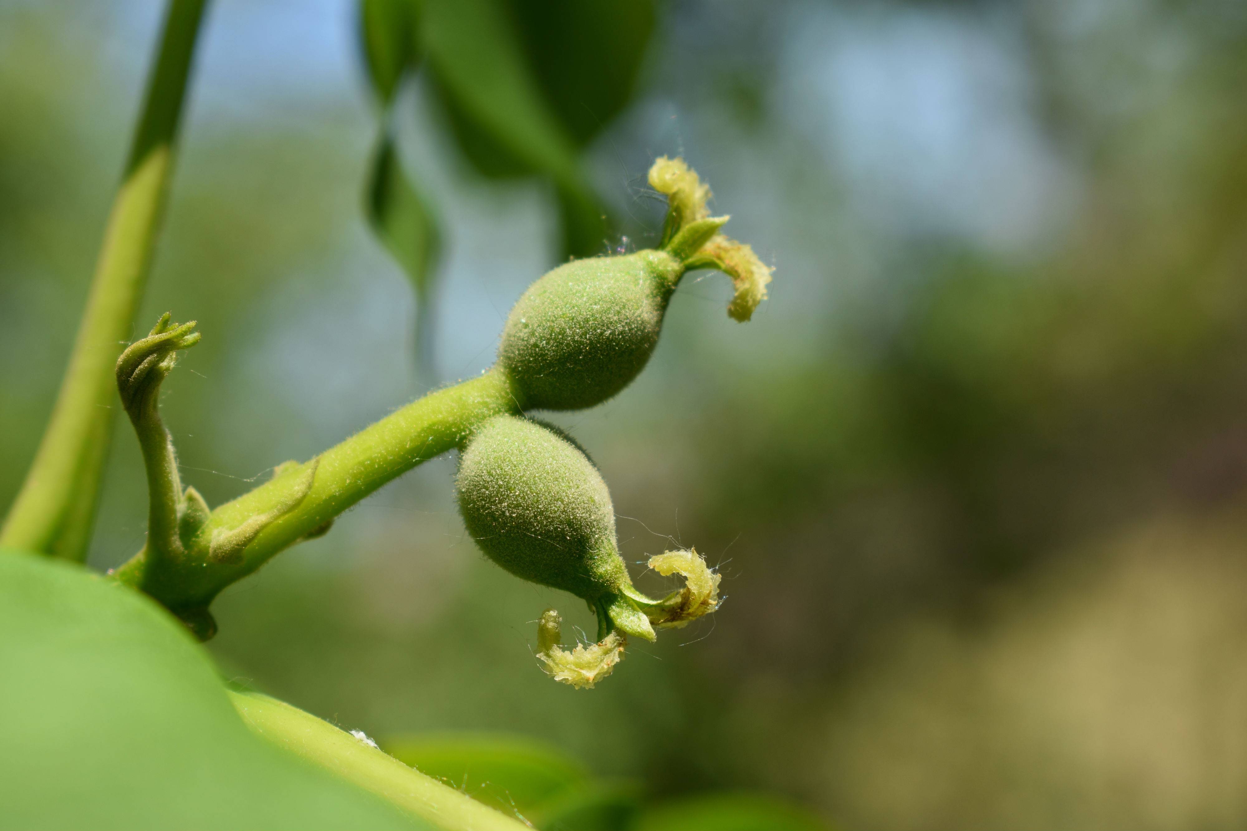 Как цветет фундук (лещина), биологические особенности лесного ореха  хроники процветании