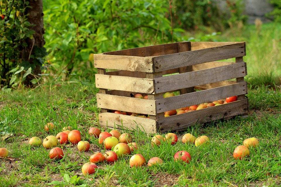 Куда деть яблоки, если жалко выкидывать: лучше сделайте сидр — рецепт простейший, результат вкуснейший