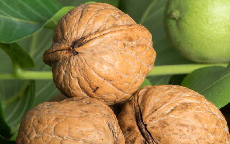 Орех миндаля и его полезные свойства