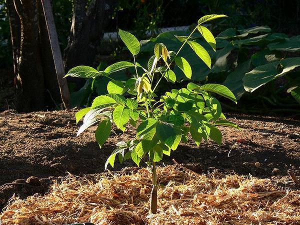 Факторы, влияющие на урожайность грецкого ореха: через сколько лет дерево начинает плодоносить?