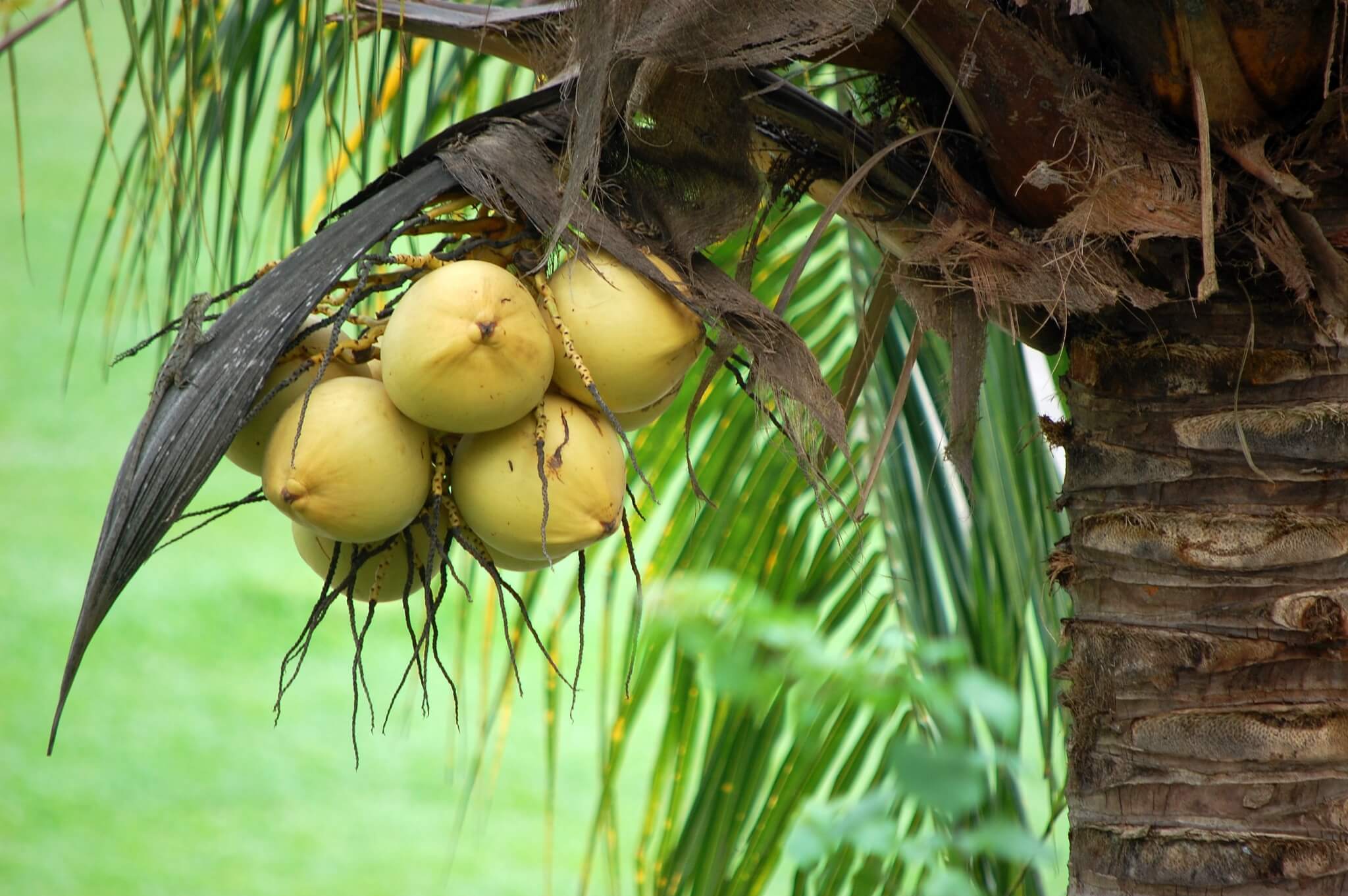Как растет ананас в природе, в каких странах?