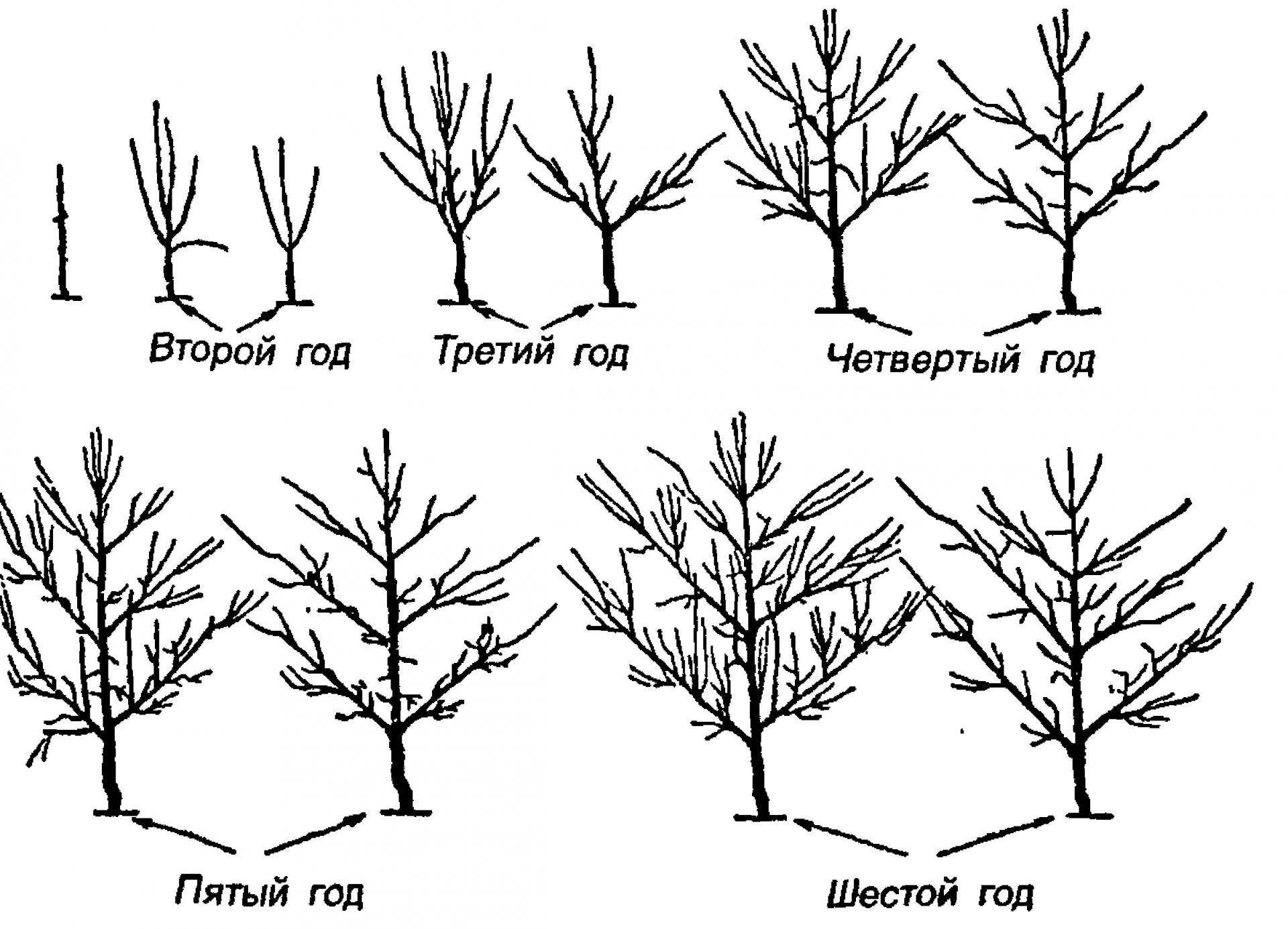 Обрезка фундука: как формировать кустом или деревом