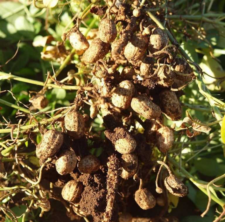 Как вырастить арахис на даче: можно ли взять магазинные орешки, когда и как посадить культурный земляной орех в открытый грунт в огороде, каковы уход и урожайность?