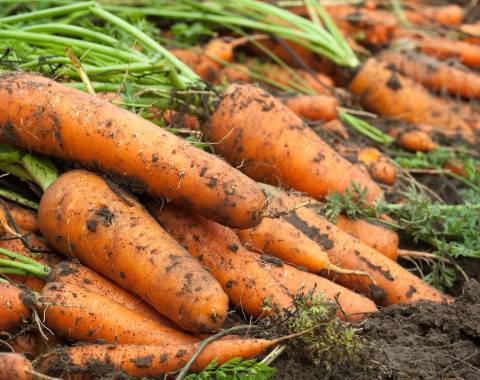 Как вырастить крупную морковь на огороде: советы огородников
