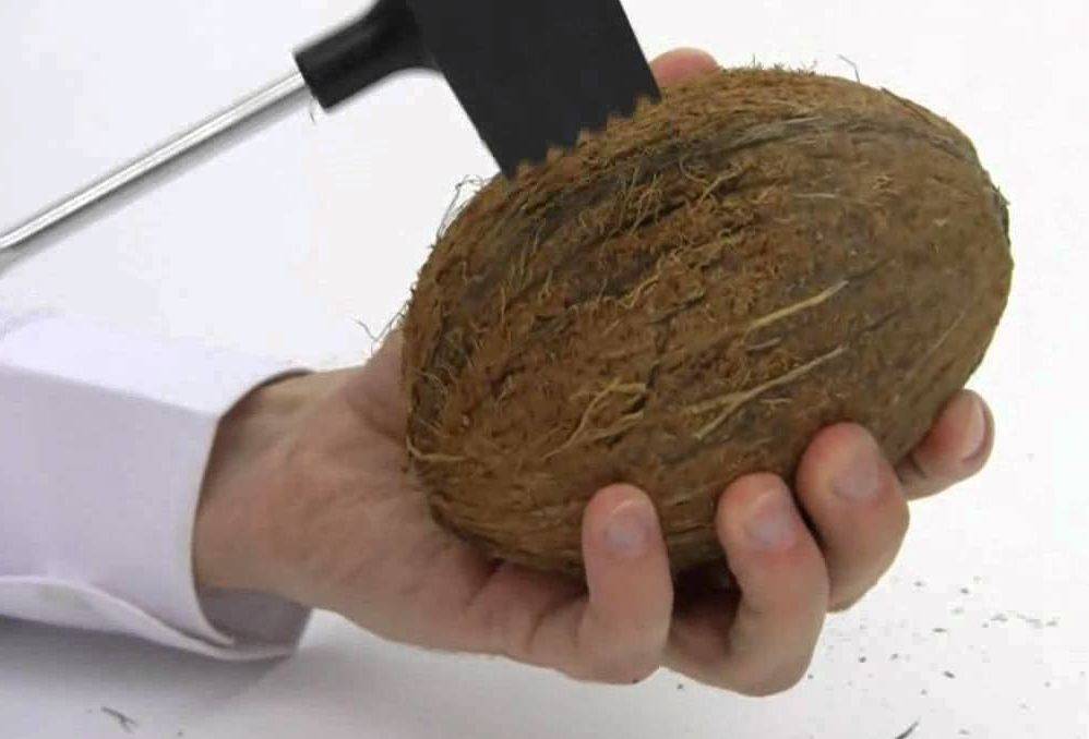 Как открыть кокос в домашних условиях, нужно ли его чистить, чем разделать и расколоть пополам, вскрыть скорлупу, почистить мякоть