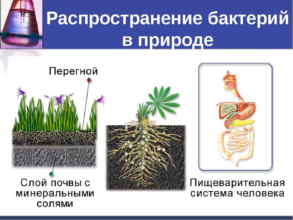 Презентация на тему распространение микроорганизмов в природе