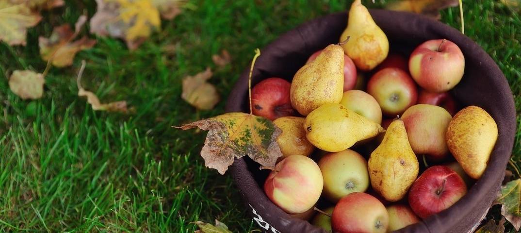 Как сохранить урожай яблок на длительный срок и груш