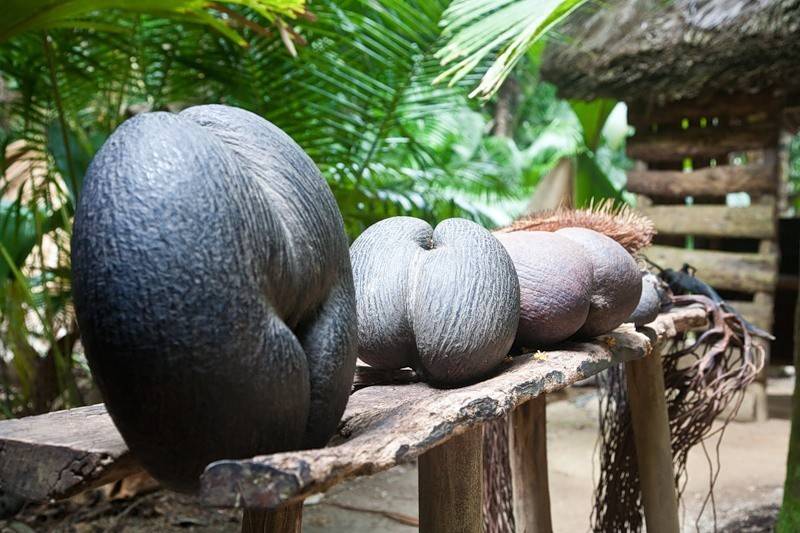 Коко-де-мер - чудо природы. где растет и чем полезен этот орех? | дары природы.су