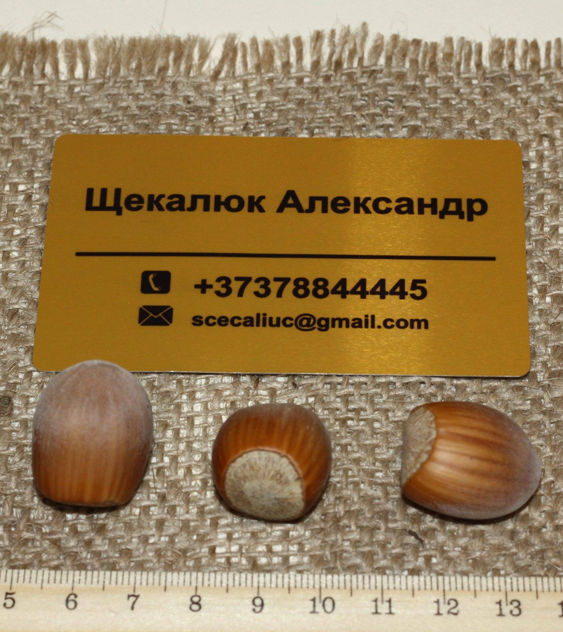 Фундук (лещина, орешник), описание сортов: трапезунд, кавказ, краснолистный и другие с фото