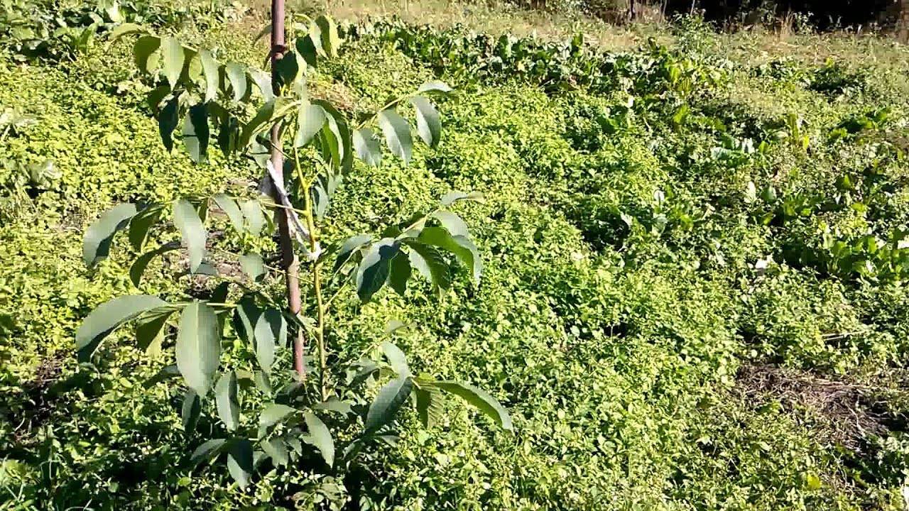 Грецкий орех – дерево жизни - посадка, выращивание и уход
