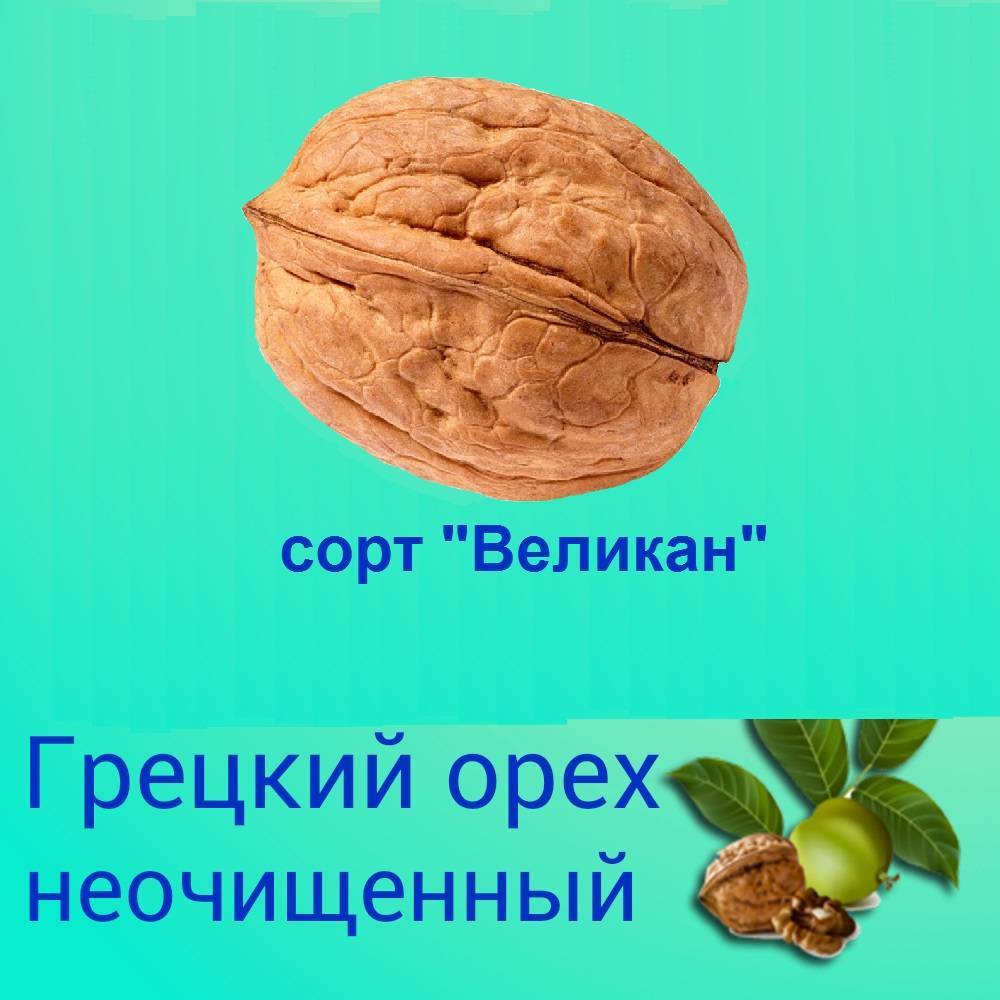 Виды и сорта грецкого ореха с фото: морозостойкие, латеральные, для подмосковья