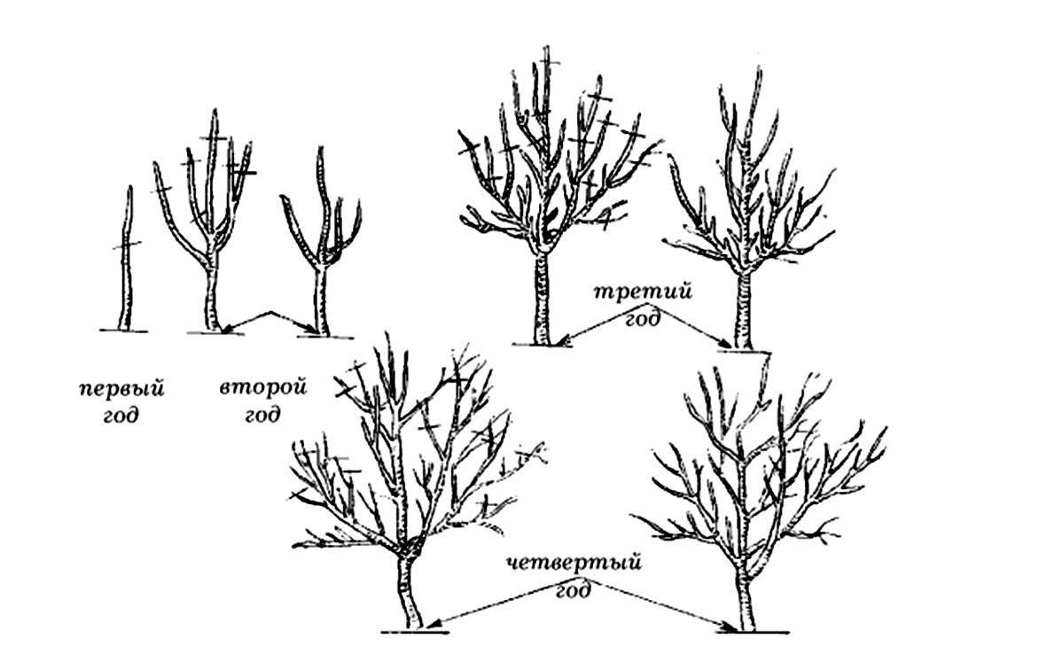 Особенности обрезки декоративных кустарников и деревьев