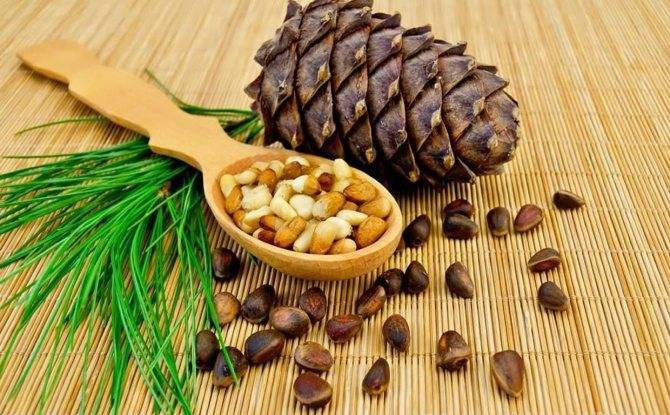 Кедровые орехи: настойка на водке, лечебные свойства кедровых орехов, применение в целебных целях