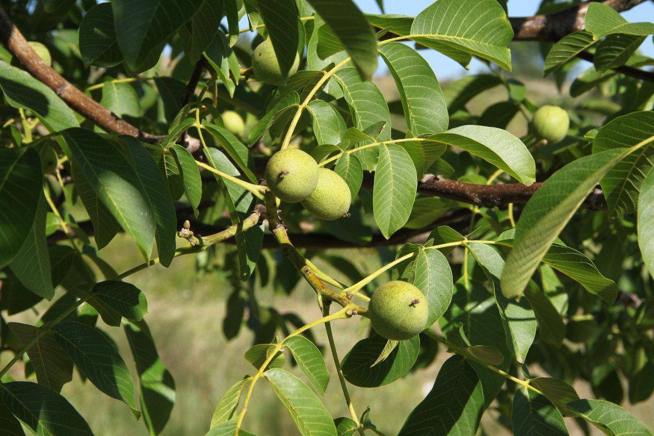 Особенности грецкого ореха самохваловичский-2: описание сорта и нюансы выращивания