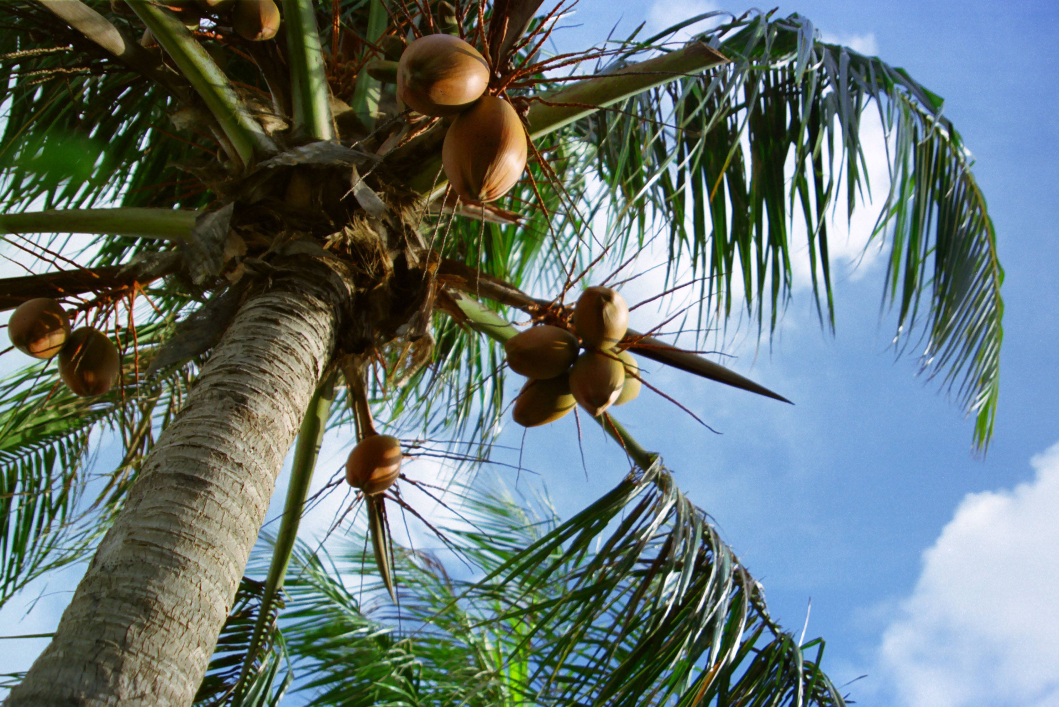 Кокосовая пальма в домашних условиях: как вырастить кокос